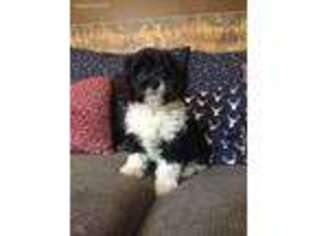 Cavapoo Puppy for sale in Moravia, NY, USA