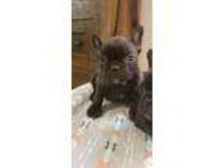 French Bulldog Puppy for sale in Kents Store, VA, USA
