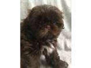 Mutt Puppy for sale in Morriston, FL, USA