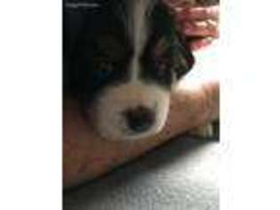 Bernese Mountain Dog Puppy for sale in Meadville, PA, USA