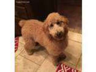 Goldendoodle Puppy for sale in Euless, TX, USA