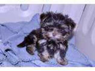 Yorkshire Terrier Puppy for sale in Etters, PA, USA