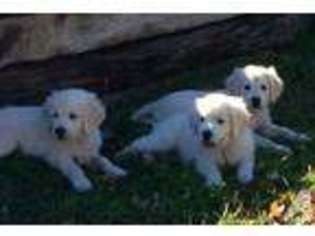 Labrador Retriever Puppy for sale in FORT WORTH, TX, USA