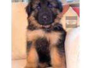 German Shepherd Dog Puppy for sale in Belton, SC, USA