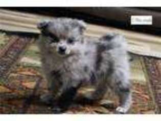 Pomeranian Puppy for sale in Springfield, MO, USA