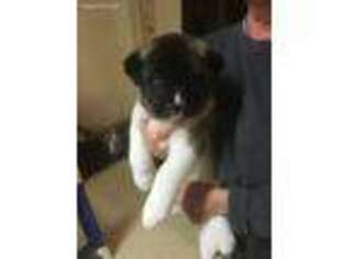 Akita Puppy for sale in Ellisville, MS, USA