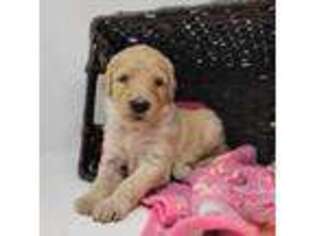 Goldendoodle Puppy for sale in Eugene, OR, USA