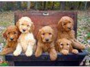 Goldendoodle Puppy for sale in FAIR PLAY, SC, USA