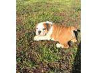 Bulldog Puppy for sale in Sallisaw, OK, USA