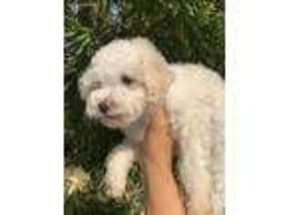 Mutt Puppy for sale in Paramount, CA, USA