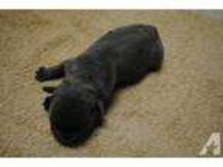 French Bulldog Puppy for sale in JACKSON, MI, USA