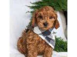 Goldendoodle Puppy for sale in Oakville, IA, USA