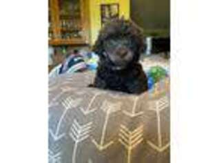Mutt Puppy for sale in Melville, LA, USA