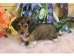 Dachshund Puppy for sale in Falcon, MO, USA