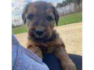 Briard Puppy for sale in Spring Green, WI, USA