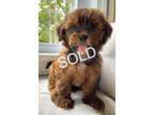 Shih-Poo Puppy for sale in Bedford, OH, USA