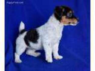 Jack Russell Terrier Puppy for sale in Jackson, TN, USA