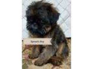 Brussels Griffon Puppy for sale in Middle Village, NY, USA