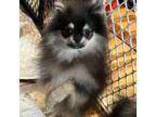 Pomeranian Puppy for sale in Fort Wayne, IN, USA