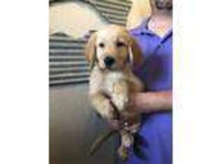 Golden Retriever Puppy for sale in Springdale, AR, USA