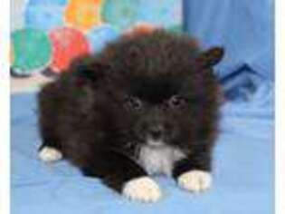 Pomeranian Puppy for sale in Greenville, TX, USA