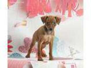 Medium Photo #1 Miniature Pinscher Puppy For Sale in Warsaw, IN, USA