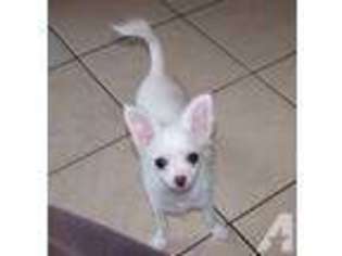 Chihuahua Puppy for sale in OCKLAWAHA, FL, USA