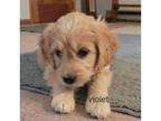 Goldendoodle Puppy for sale in Arbovale, WV, USA
