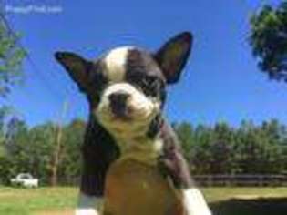 Boston Terrier Puppy for sale in Spotsylvania, VA, USA