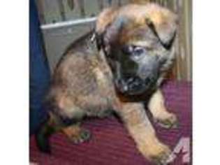 German Shepherd Dog Puppy for sale in RIVESVILLE, WV, USA