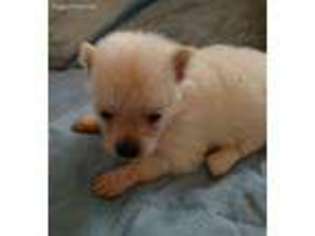 Pomeranian Puppy for sale in Montgomery City, MO, USA