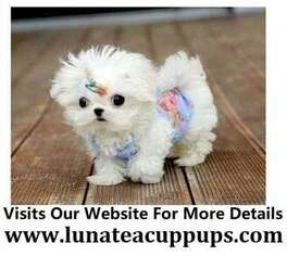 Maltese Puppy for sale in Spokane, WA, USA