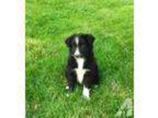 Border Collie Puppy for sale in CANTON, OH, USA
