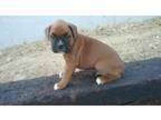 Boxer Puppy for sale in Montgomery, IN, USA