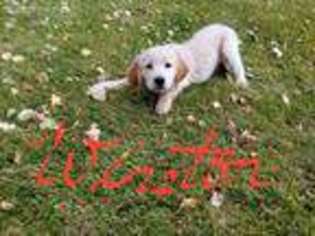 Golden Retriever Puppy for sale in Cheyenne, WY, USA