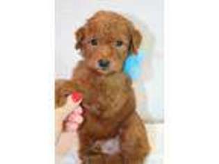 Goldendoodle Puppy for sale in Fletcher, OK, USA