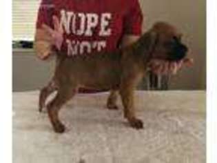 Boxer Puppy for sale in Hollywood, FL, USA