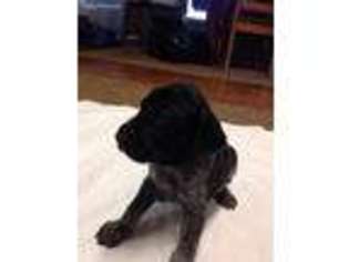 German Shorthaired Pointer Puppy for sale in Utopia, TX, USA