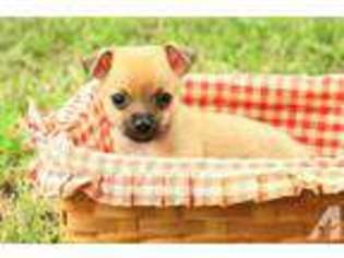 Chihuahua Puppy for sale in GUTHRIE, OK, USA