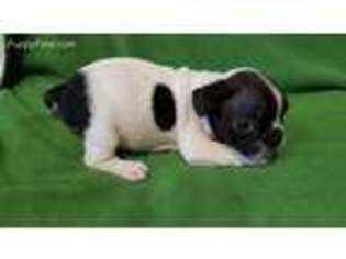 French Bulldog Puppy for sale in Sidney, IA, USA