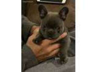 French Bulldog Puppy for sale in Lincoln, AR, USA