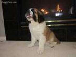 Saint Bernard Puppy for sale in Castle Rock, CO, USA