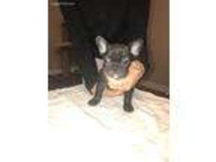 French Bulldog Puppy for sale in Verdunville, WV, USA