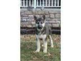 Siberian Husky Puppy for sale in Herndon, PA, USA