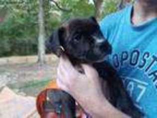 Staffordshire Bull Terrier Puppy for sale in Franklinton, NC, USA