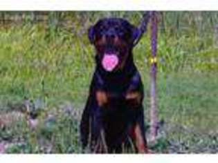 Rottweiler Puppy for sale in Snohomish, WA, USA