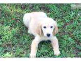 Golden Retriever Puppy for sale in Decatur, AL, USA