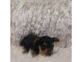 Yorkshire Terrier Puppy for sale in Marana, AZ, USA