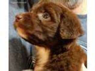 Mutt Puppy for sale in Marion, TX, USA
