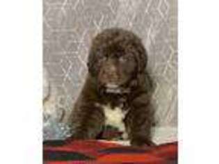 Newfoundland Puppy for sale in Apple Creek, OH, USA